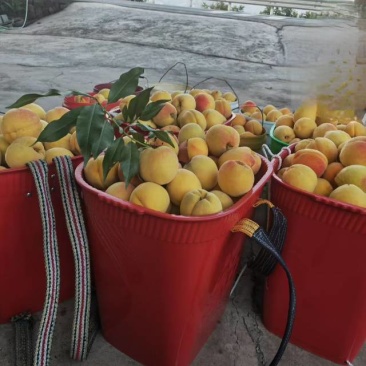 自己家种植的黄桃78元10斤包邮，***********