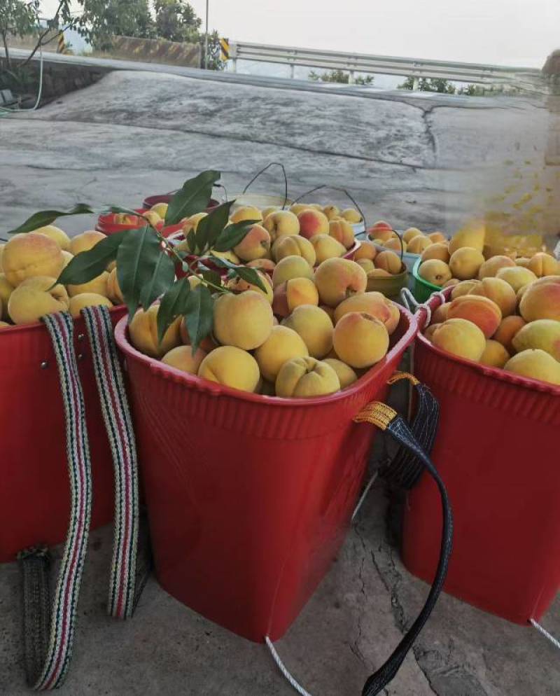 自己家种植的黄桃78元10斤包邮，***********