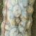 沃土5号土豆新鲜土豆上市大量供应欢迎来电实地看货