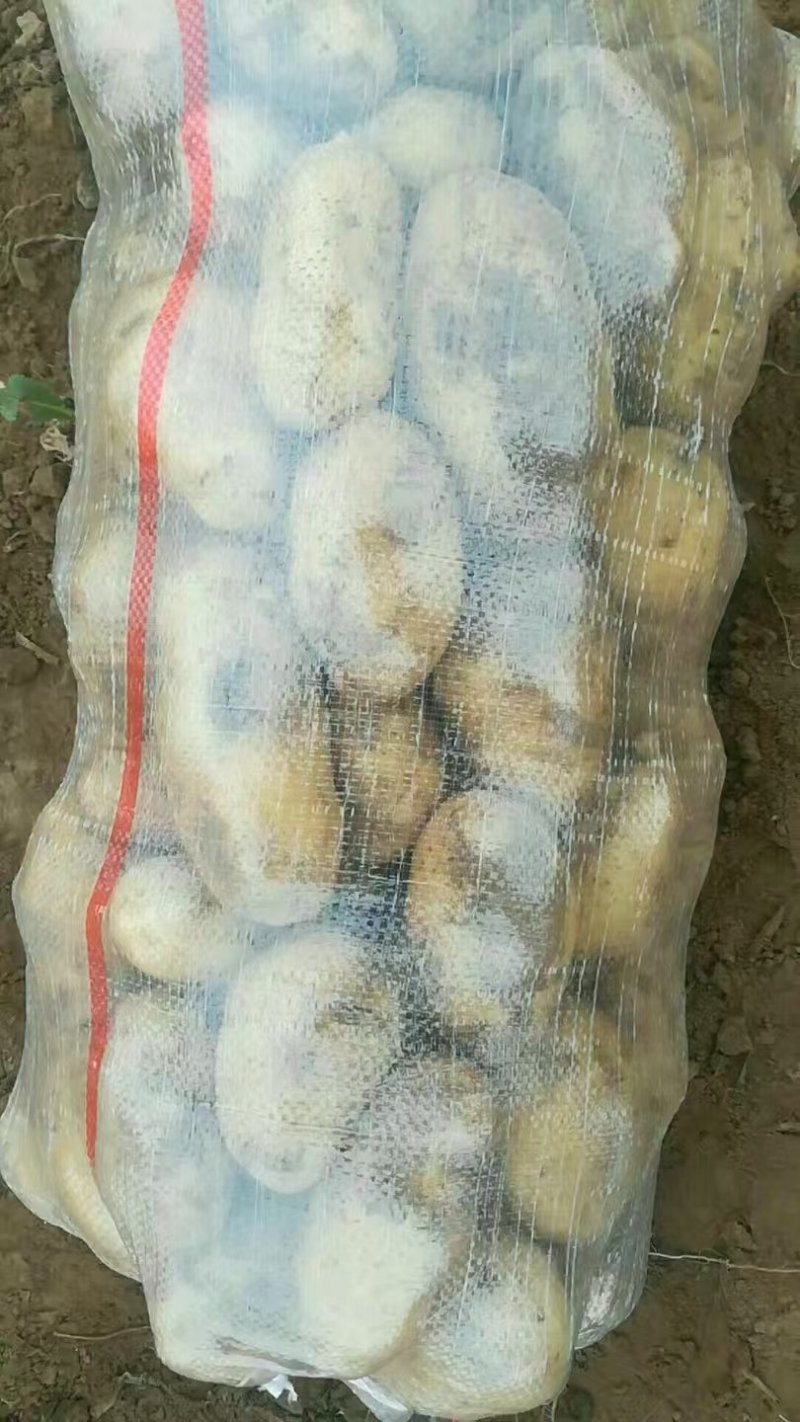 沃土5号土豆新鲜土豆上市大量供应欢迎来电实地看货
