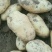 沃土5号土豆新鲜土豆上市大量供应欢迎来电实地看货