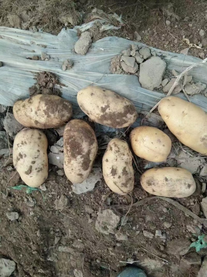 沃土5号土豆新鲜土豆上市大量供应欢迎来电实地看货