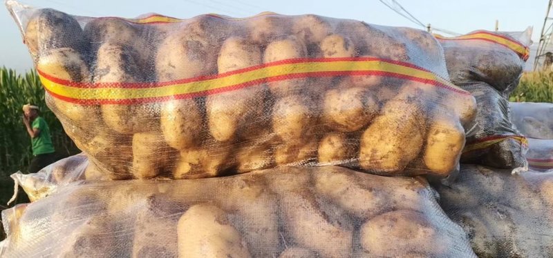 沃土5号土豆新鲜土豆上市大量供应欢迎来电实地看货