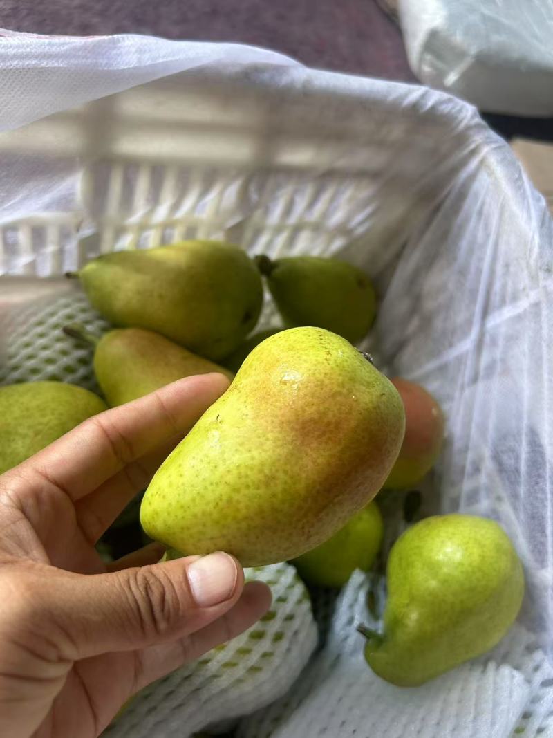 源头厂家代发烟台太婆梨硬软两吃对接电商各平台直播带货