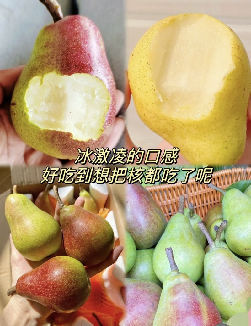源头厂家代发烟台太婆梨硬软两吃对接电商各平台直播带货