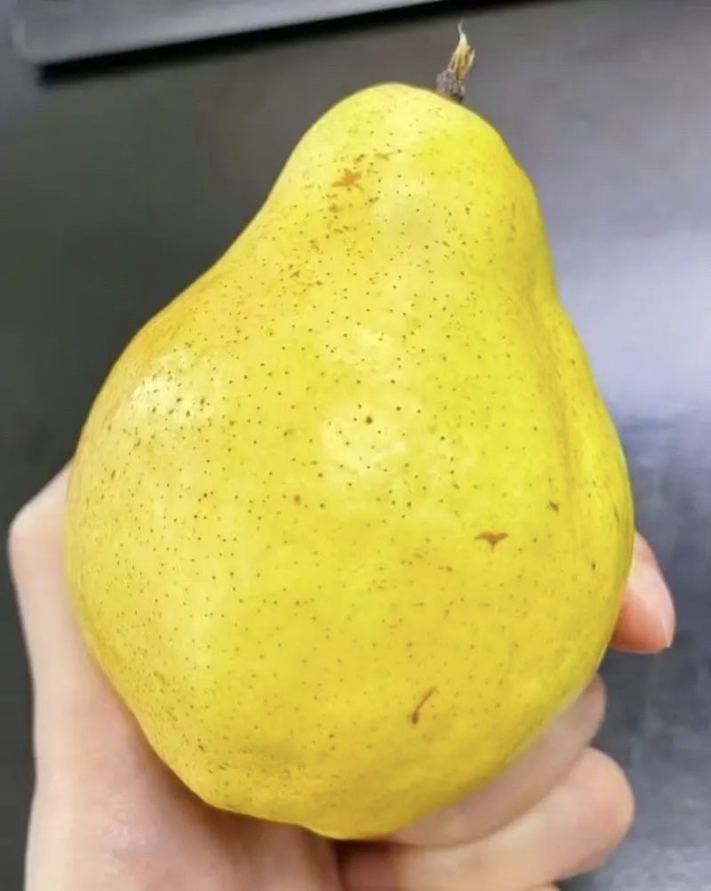 源头厂家代发烟台太婆梨硬软两吃对接电商各平台直播带货