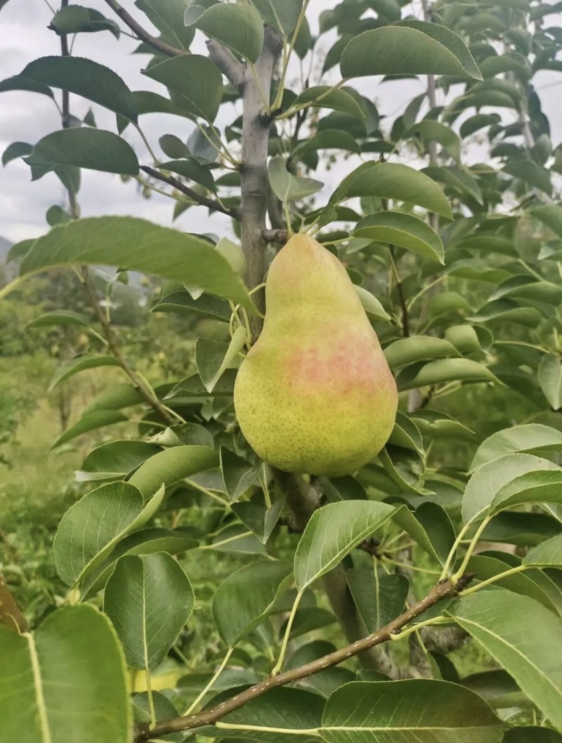 源头厂家代发烟台太婆梨硬软两吃对接电商各平台直播带货