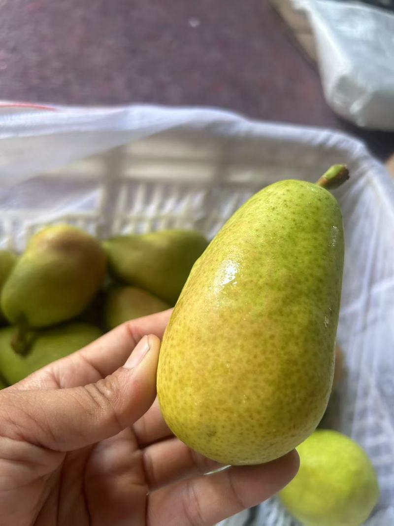 源头厂家代发烟台太婆梨硬软两吃对接电商各平台直播带货