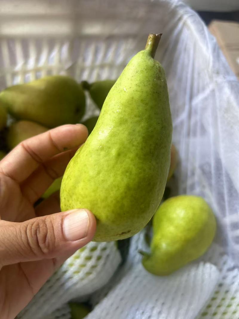 源头厂家代发烟台太婆梨硬软两吃对接电商各平台直播带货