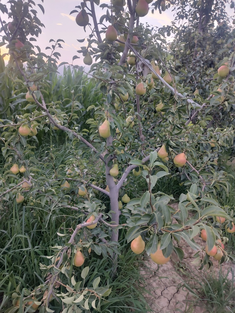 葫芦梨，大头梨
