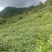 【云南八月瓜】产地直发，现摘现发，一手货源，无中间商