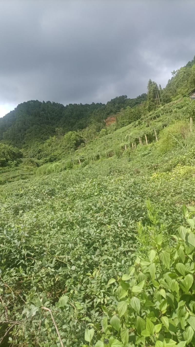 【云南八月瓜】产地直发，现摘现发，一手货源，无中间商