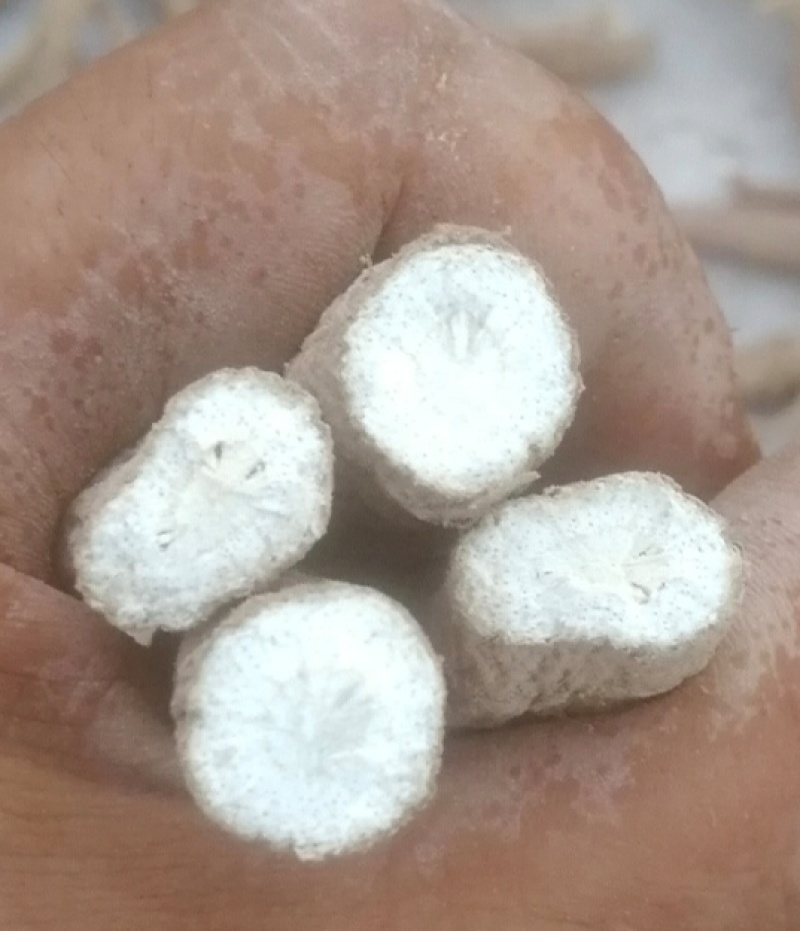 川白芷干货