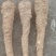 川白芷干货
