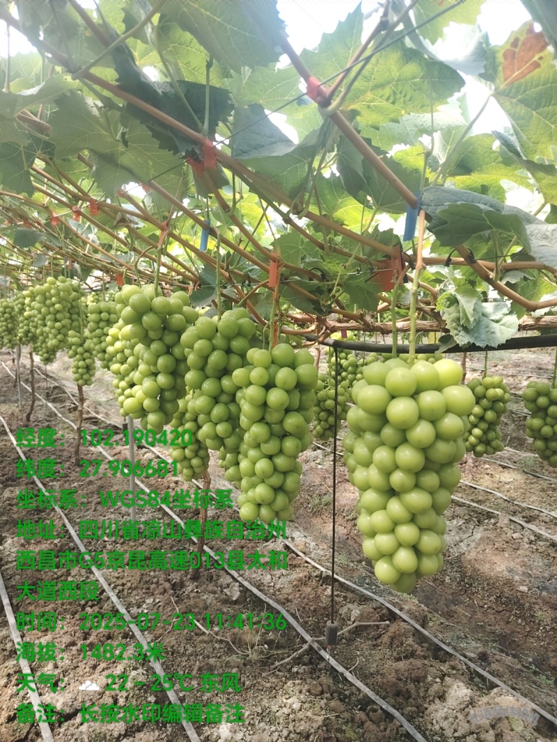 卖无农残，无重金属，安全健康的阳光玫瑰葡萄。