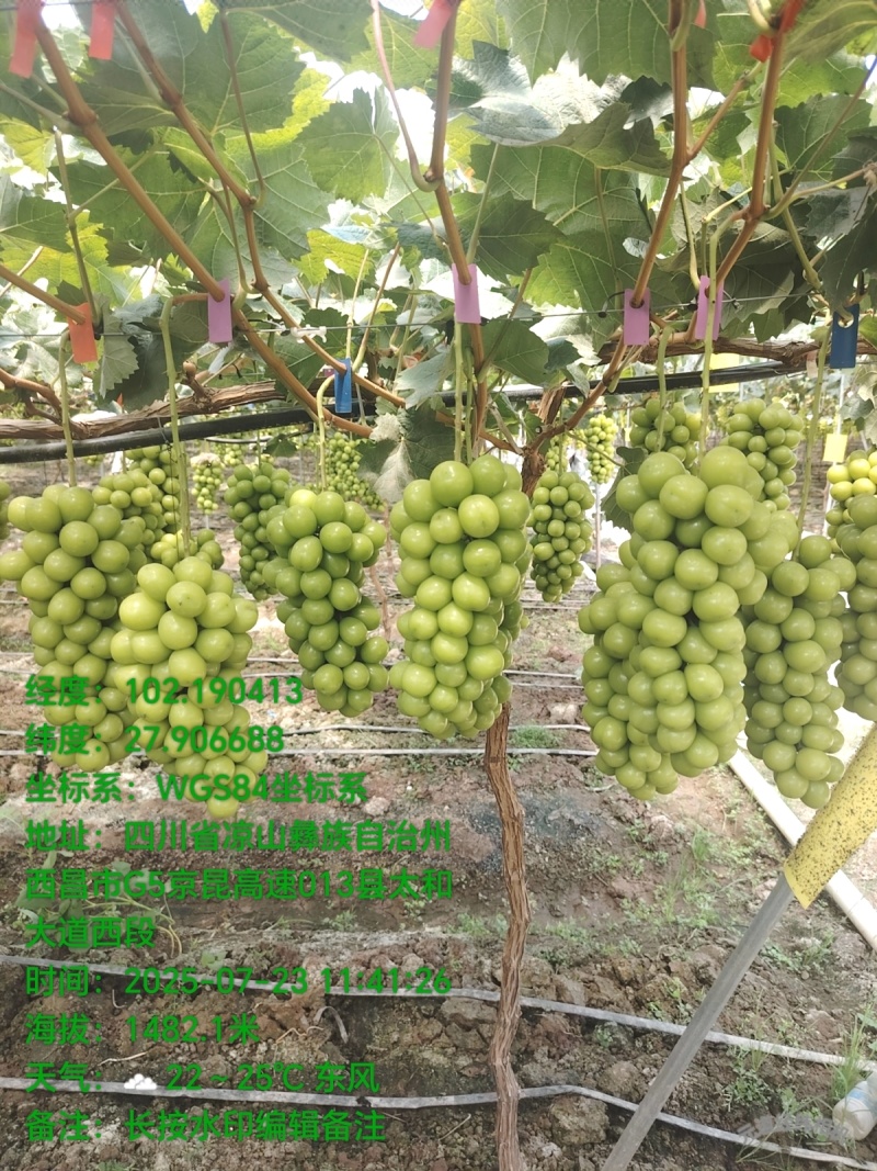 卖无农残，无重金属，安全健康的阳光玫瑰葡萄。