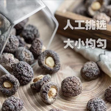 河南南阳西峡县香菇金钱小香菇仔