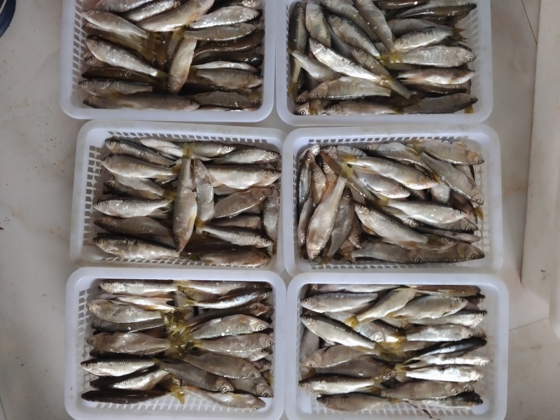 东北溪流白鱼马口