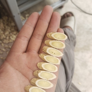 黄芪切片