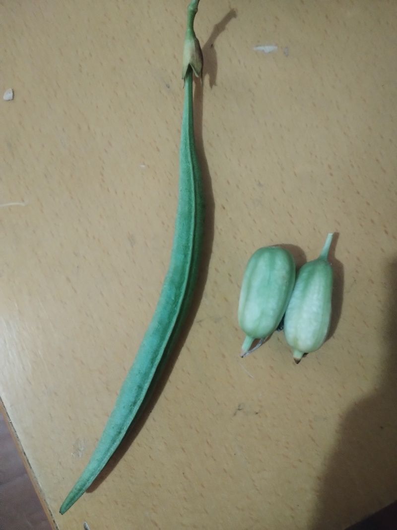 兰花鸢尾