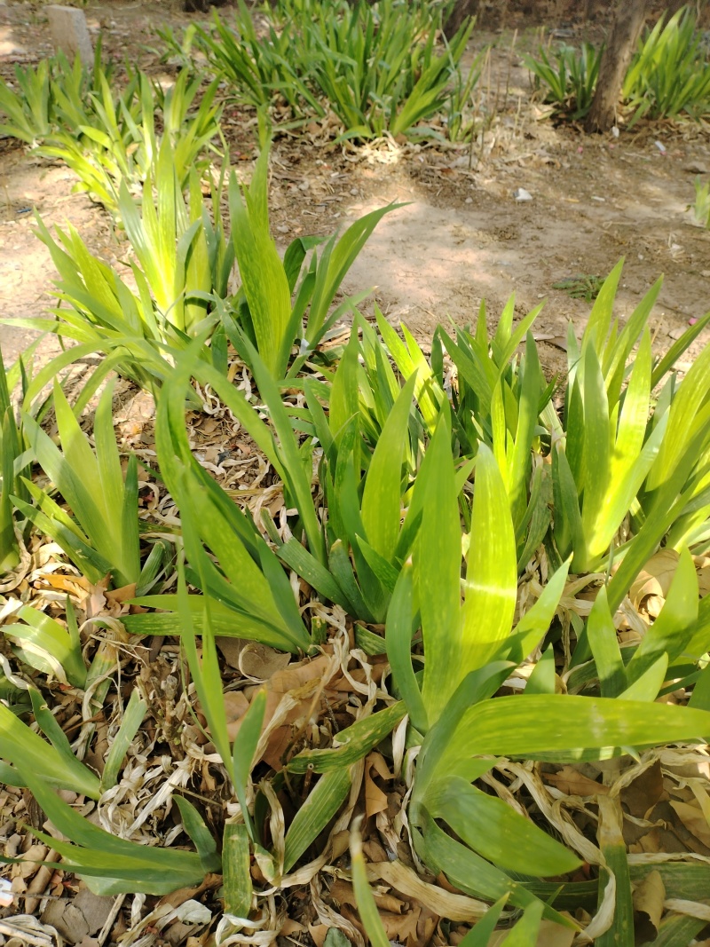 兰花鸢尾