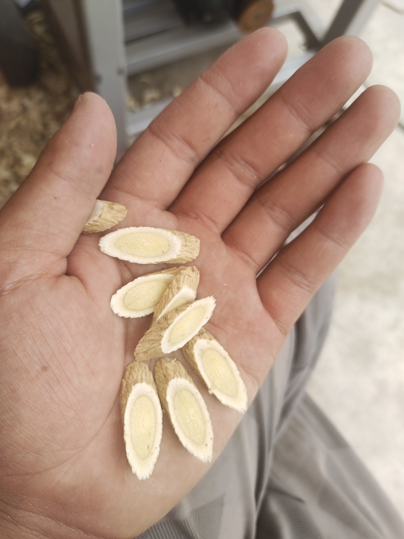 黄芪切片