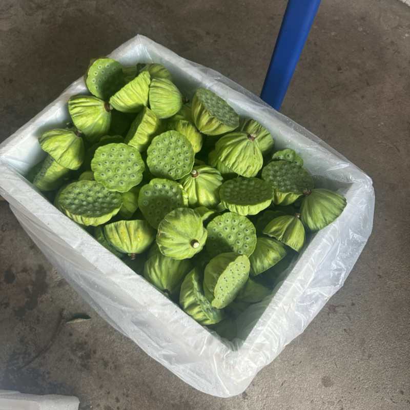 江西水果莲蓬整车发货，鲜嫩脆甜……