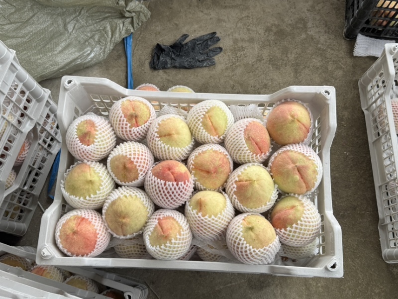 小蜜露水蜜桃糖度很高批发价2.8一斤