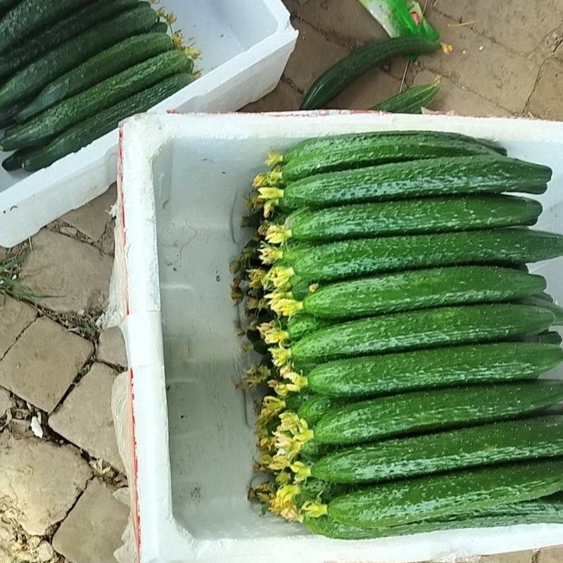 江苏精品黄瓜即将大量上市欢迎老板来电洽谈