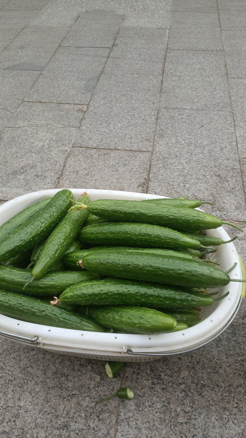 水果黄瓜