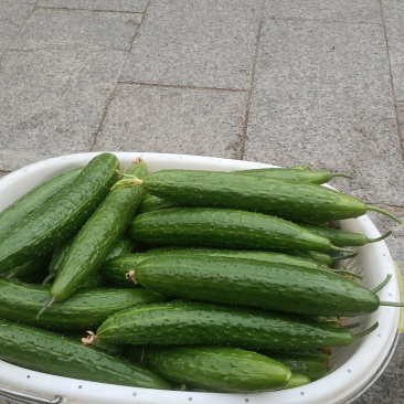 水果黄瓜