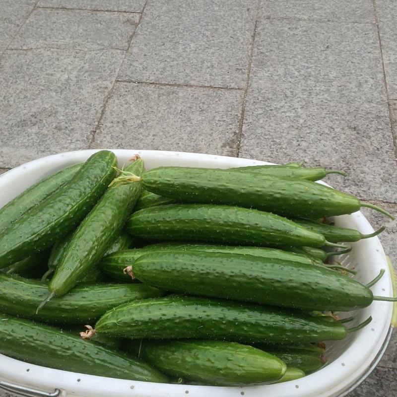 水果黄瓜
