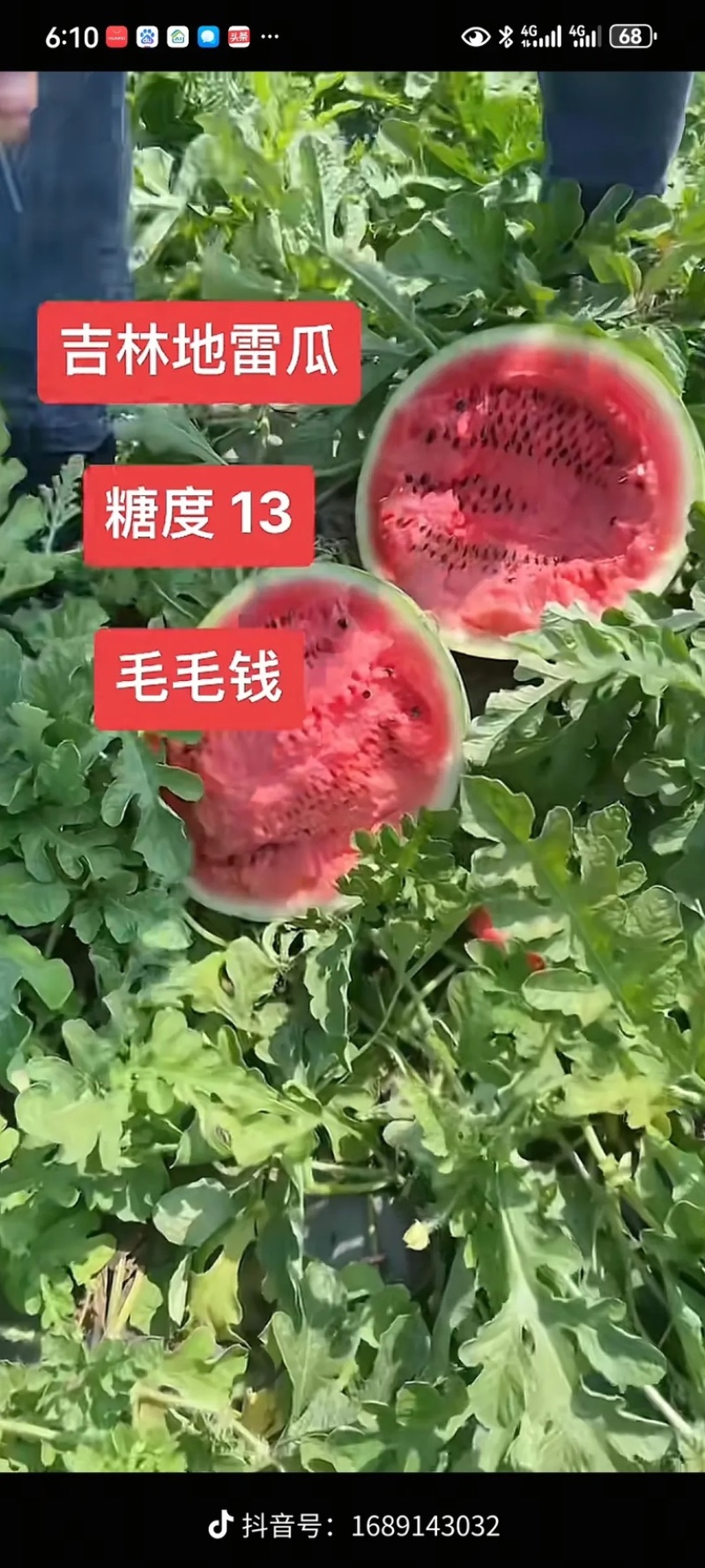 吉林西瓜地雷瓜/庆红999/大量供应产地一手货产地