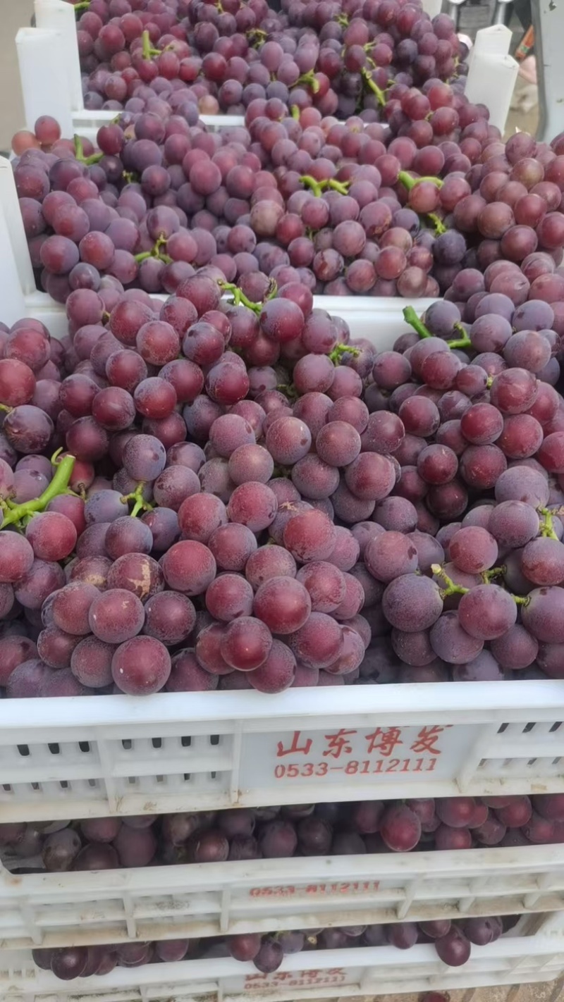 巨峰葡萄