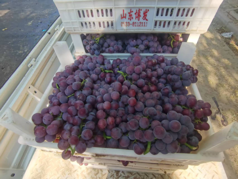 巨峰葡萄