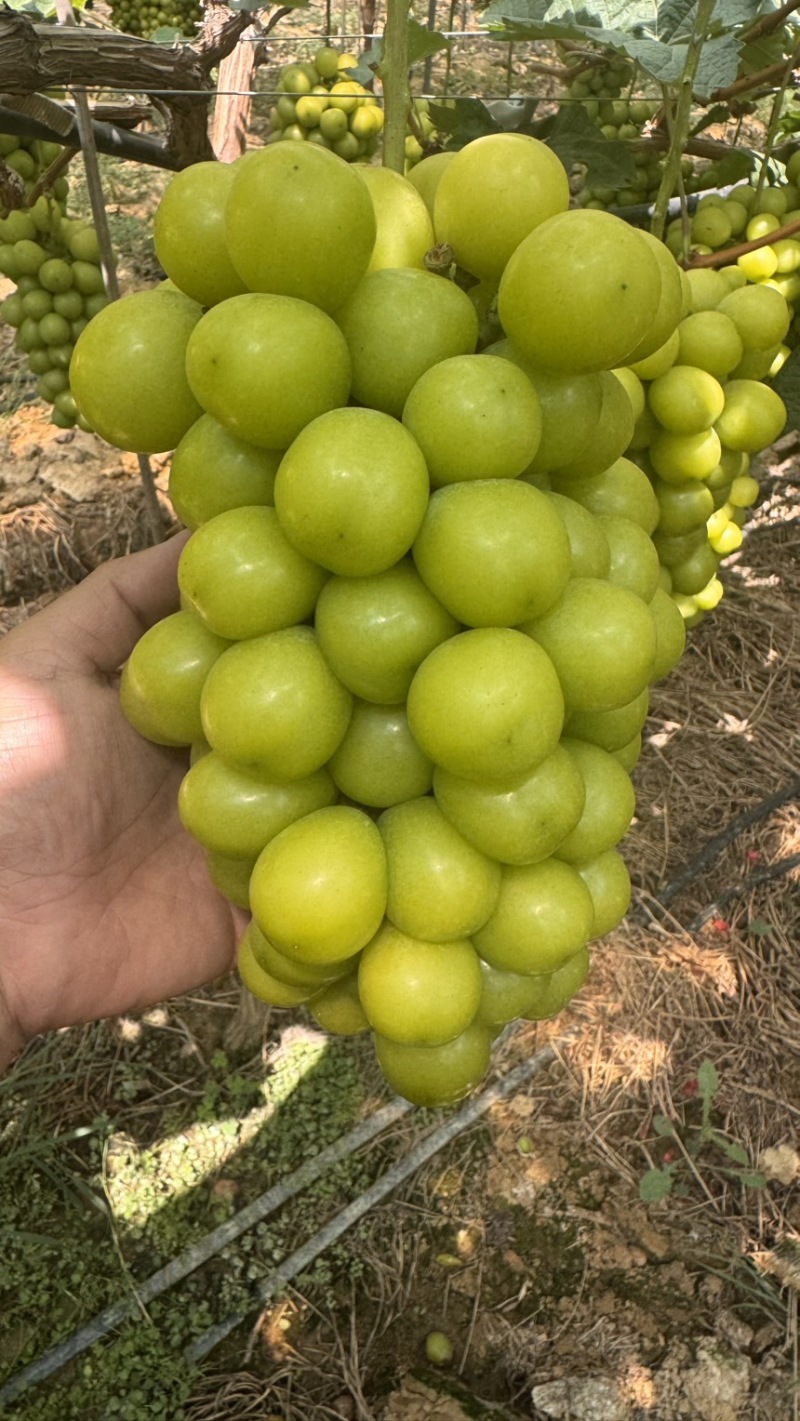 西昌阳光玫瑰代办一级二级三级果欢迎对接