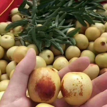 大荔冬枣