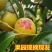 大荔冬枣
