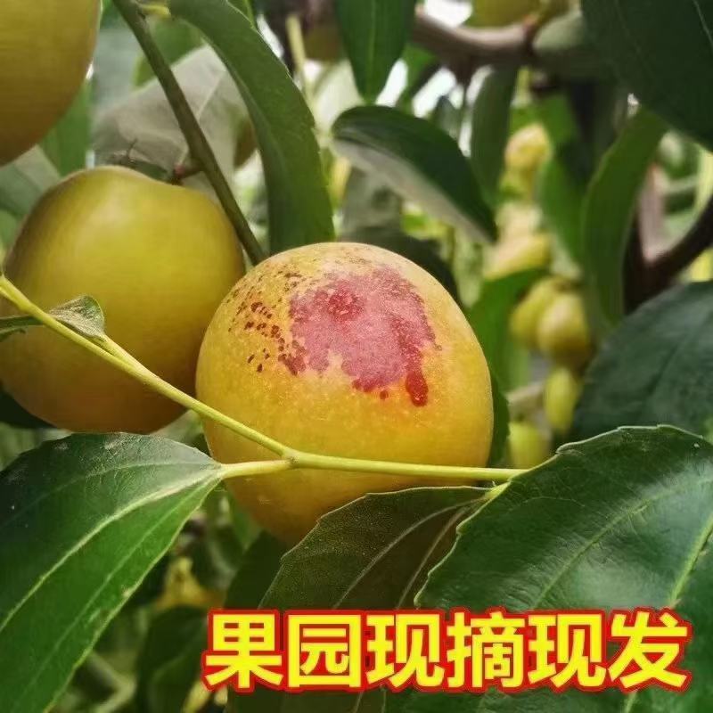 大荔冬枣