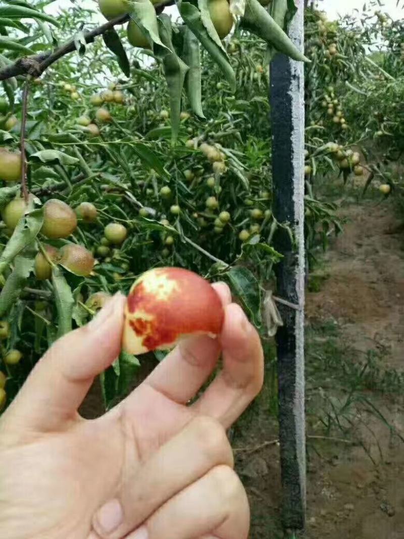 大荔冬枣