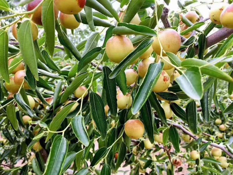 大荔冬枣
