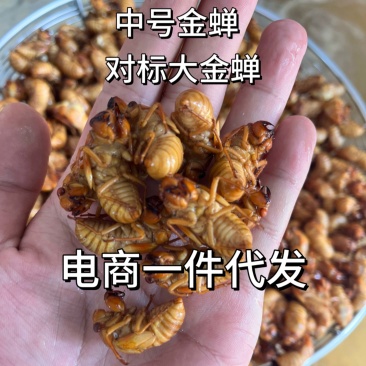 【电商代发】金蝉知了猴活体速冻爬叉节流龟批发代发