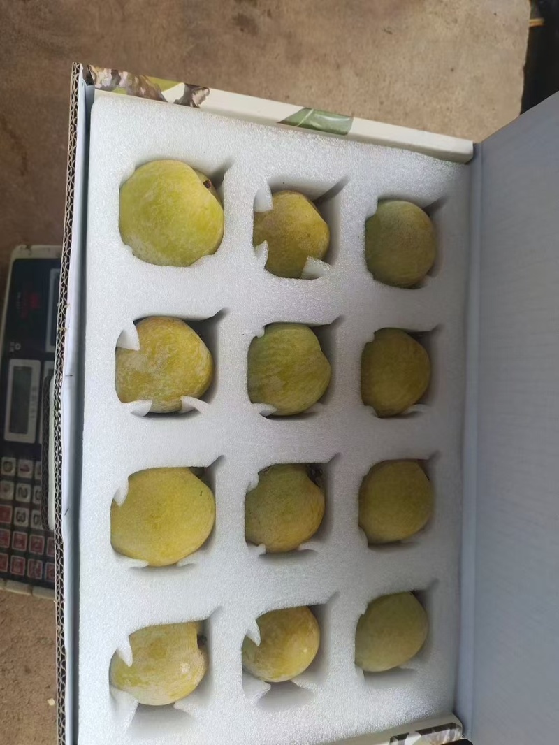 现摘现发的黄金耐李，让你尝到最新鲜的美味，有需求的联系