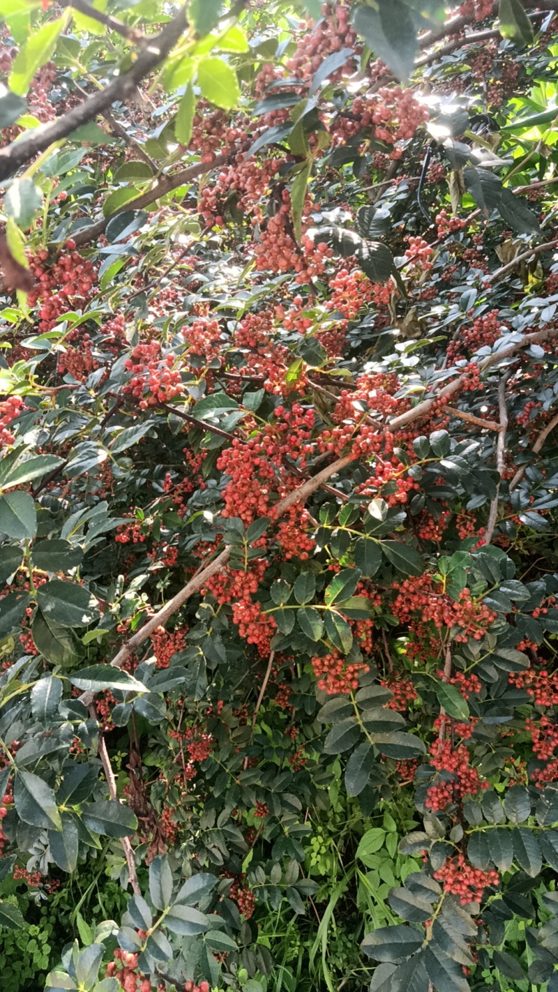 昭通鲜花椒