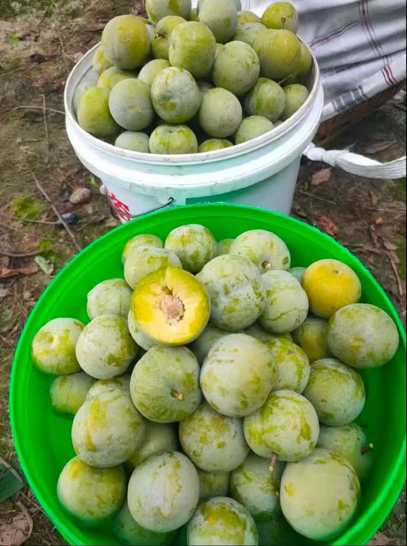 青脆李