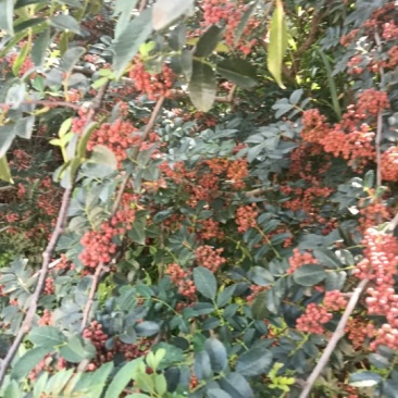 昭通鲜花椒