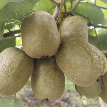 黄心猕猴桃