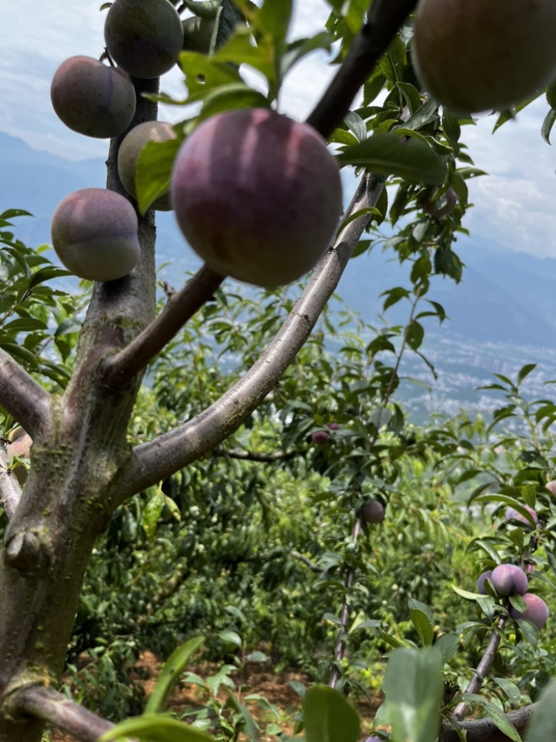 蜜饯李