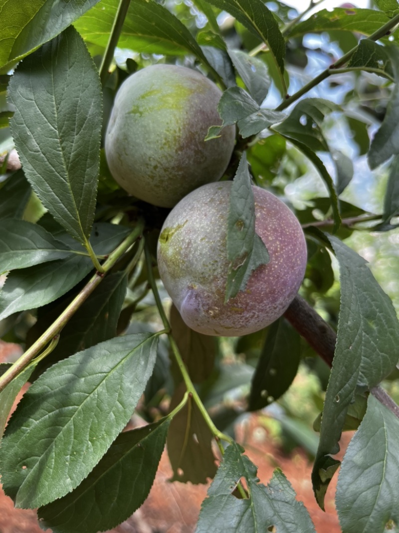 蜜饯李