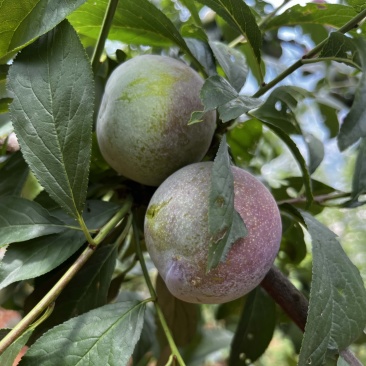 蜜饯李